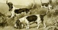 /album/ra%c3%a7as%20de%20cachorros%20%2c%20%28%3a/basset-artesiano-normando-jpg/
